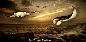 "Last Rays of the Day" Manta Rays are now listed as vulne... by Conor Culver 